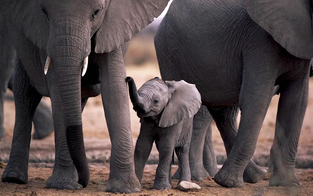 Elephant photo