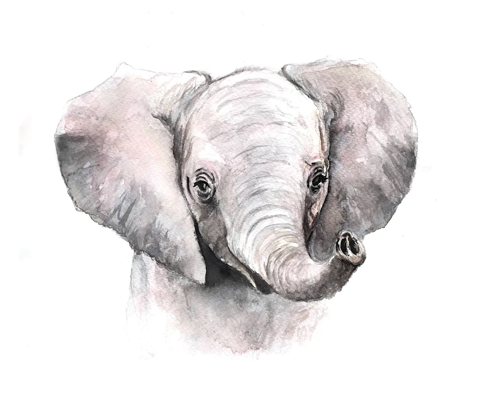 Elephant drawing