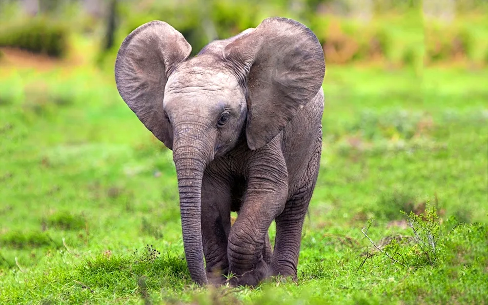 African bush elephant