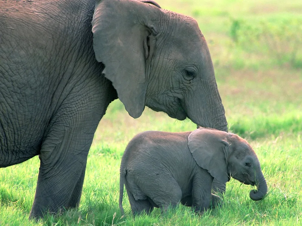 Orange Elephant