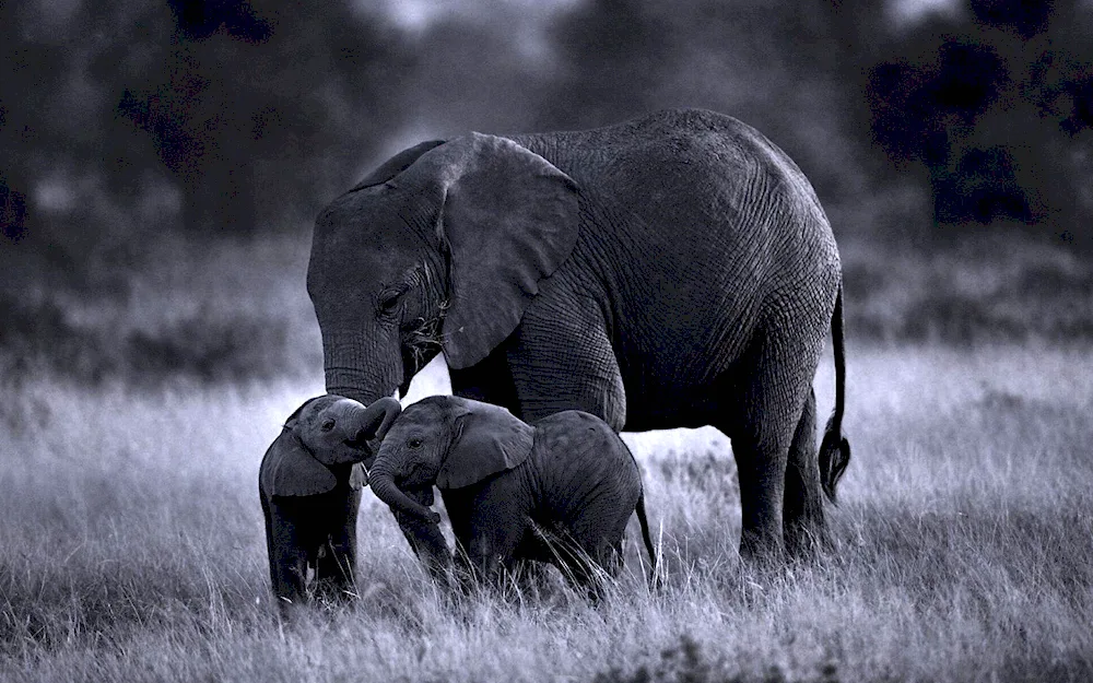 Elephants
