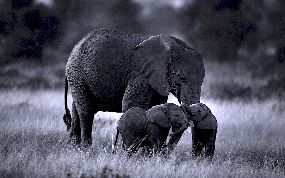 Beautiful elephants