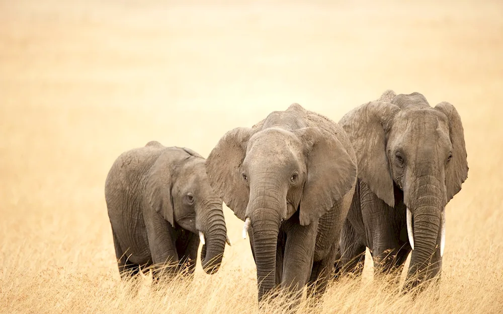 Sawn elephants