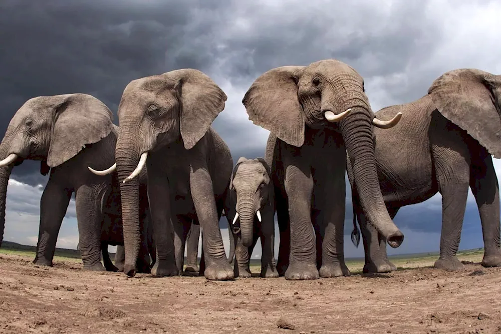 Elephant with baby elephant