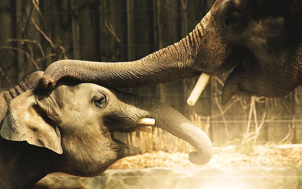 Africa Savannah elephants