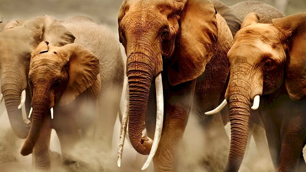 Beautiful elephant