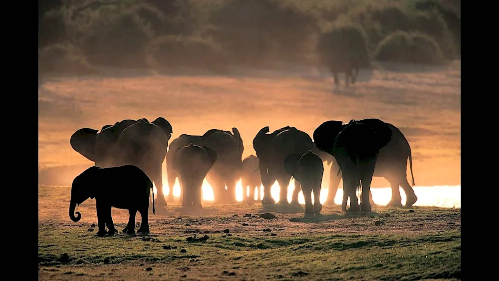 Elephants