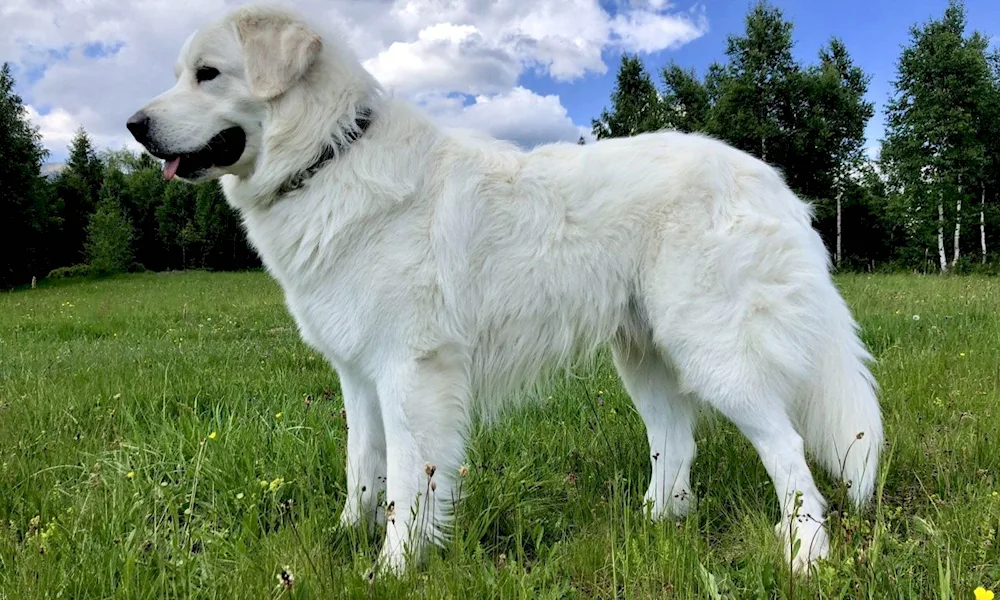 American-Canadian White Shepherd Dog