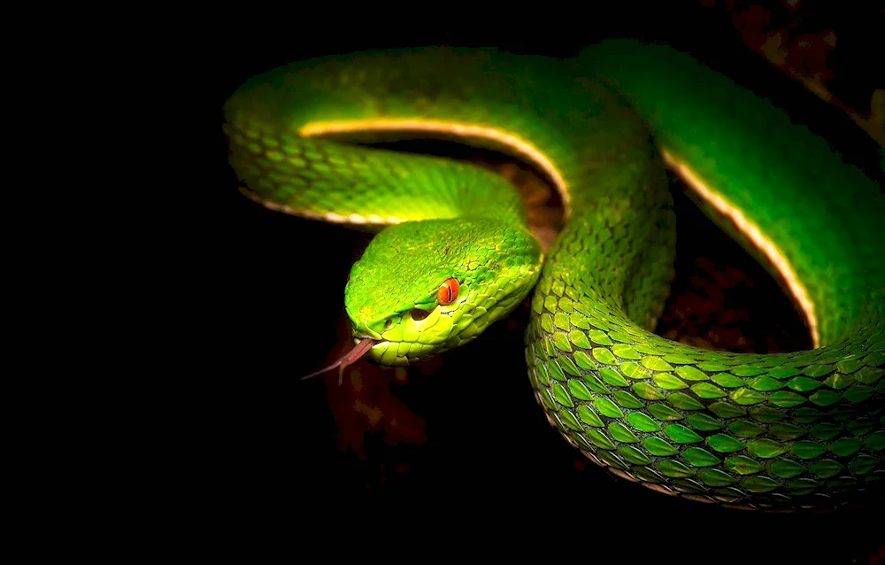 Smaragus green Rattlesnake