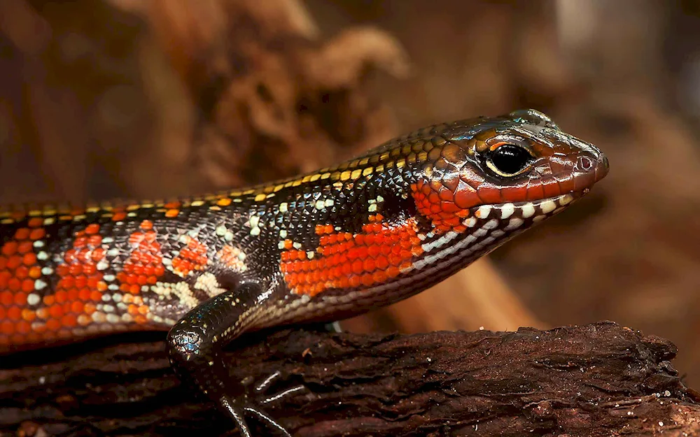 Smaragus skink