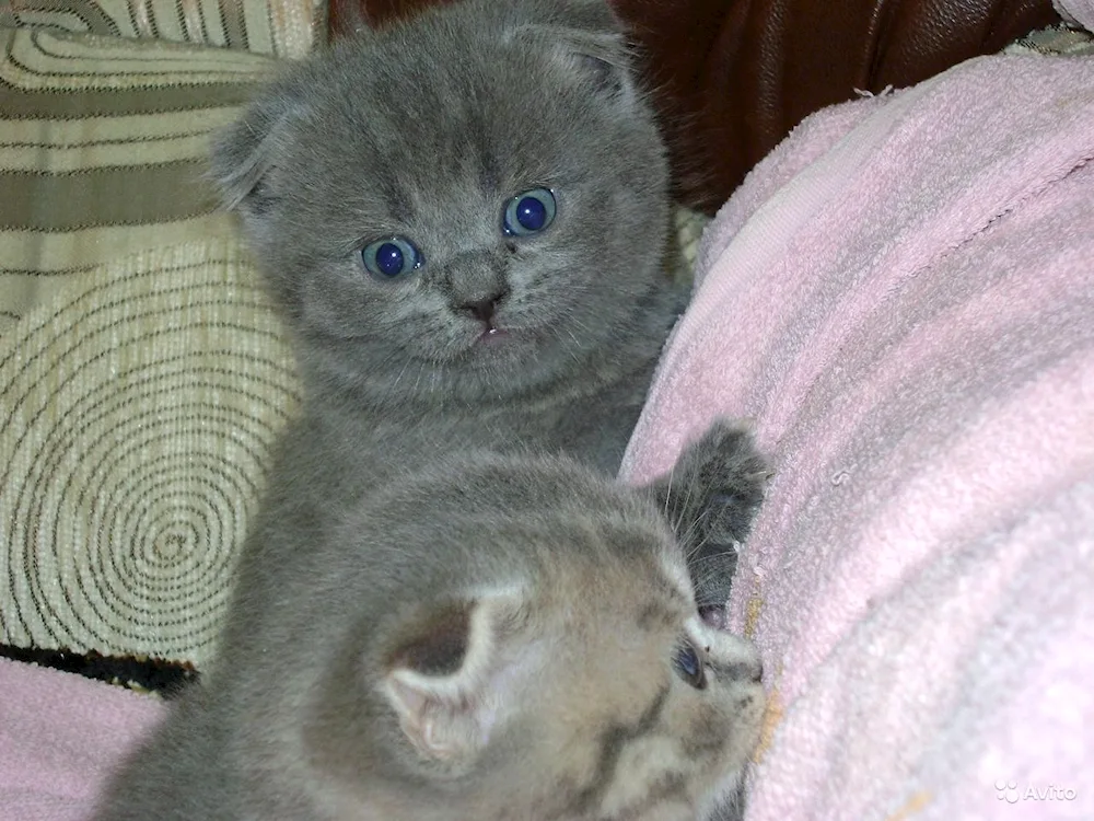 Scottish lop cat mix