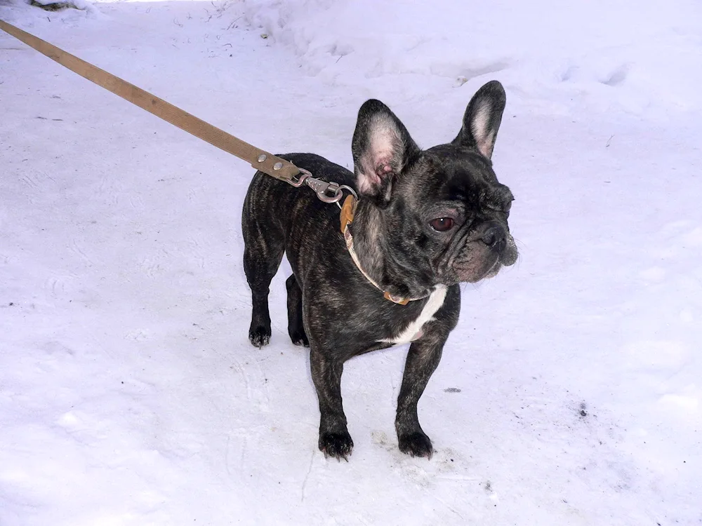 French bulldog and chihuahua