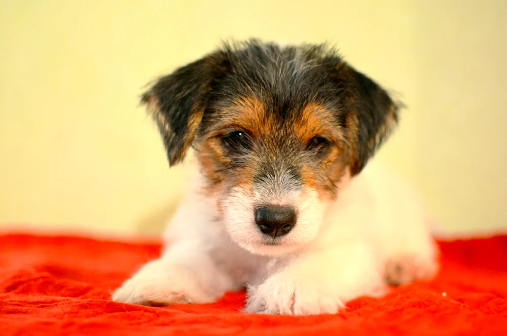 Yorkie and Yorkie métis. Jack Russell