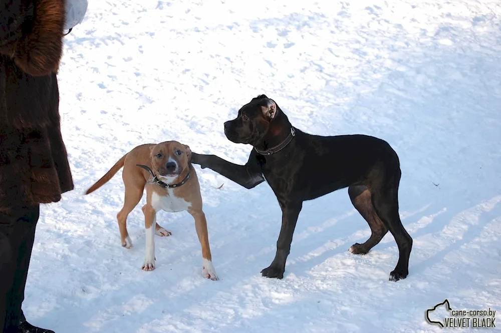 Labrador Corsa