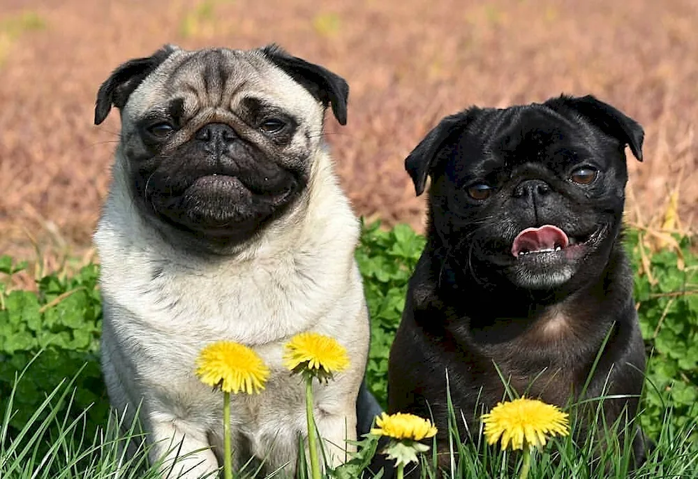 Pug dog breeds