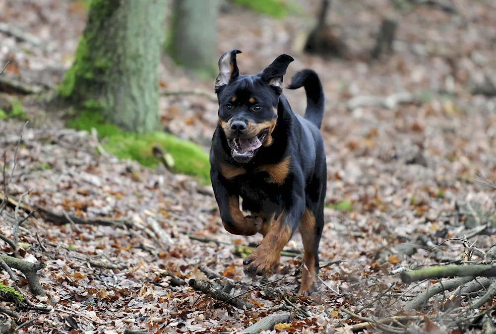 German pinscher and Doberman Doberman