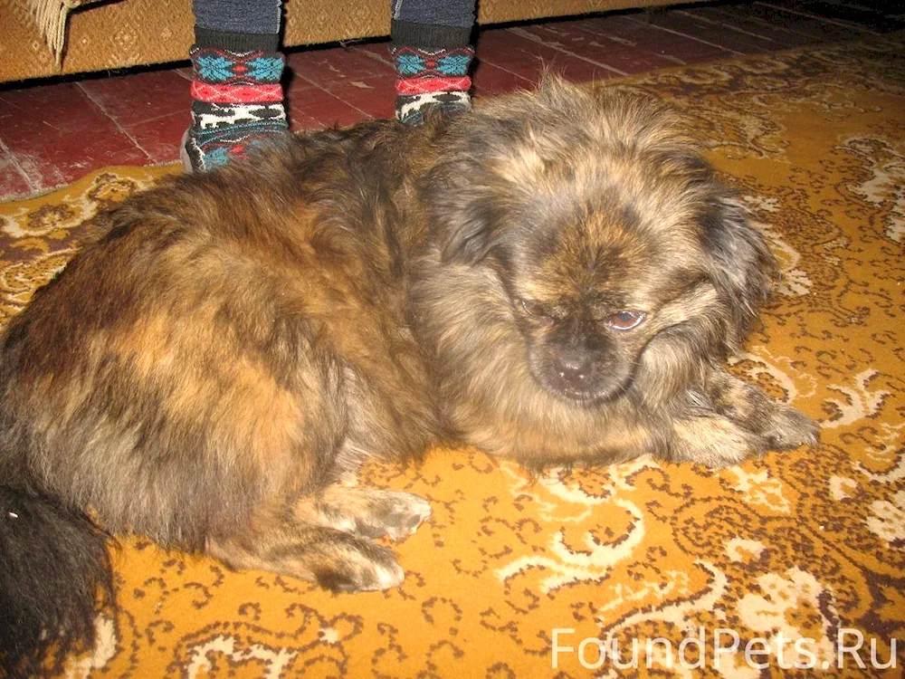 Métis Chihuahua and Pekingese