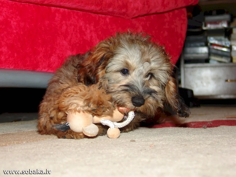 Yorkshire Terrier standard