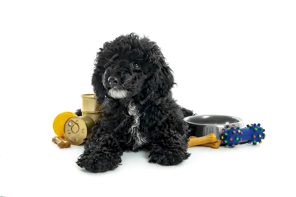 Cockapoo black