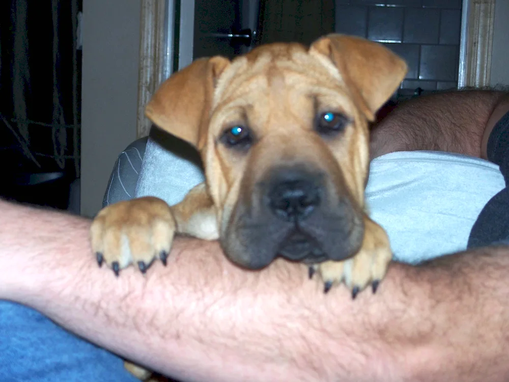 Sharpei mestizo