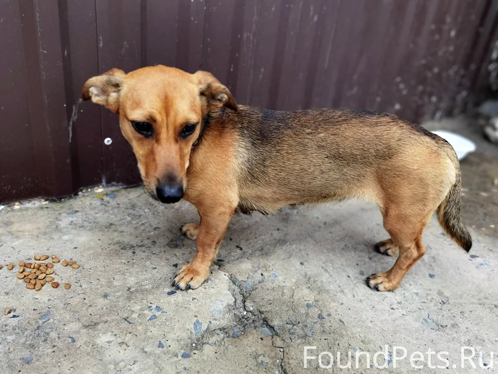 Dachshund and mongrel mix