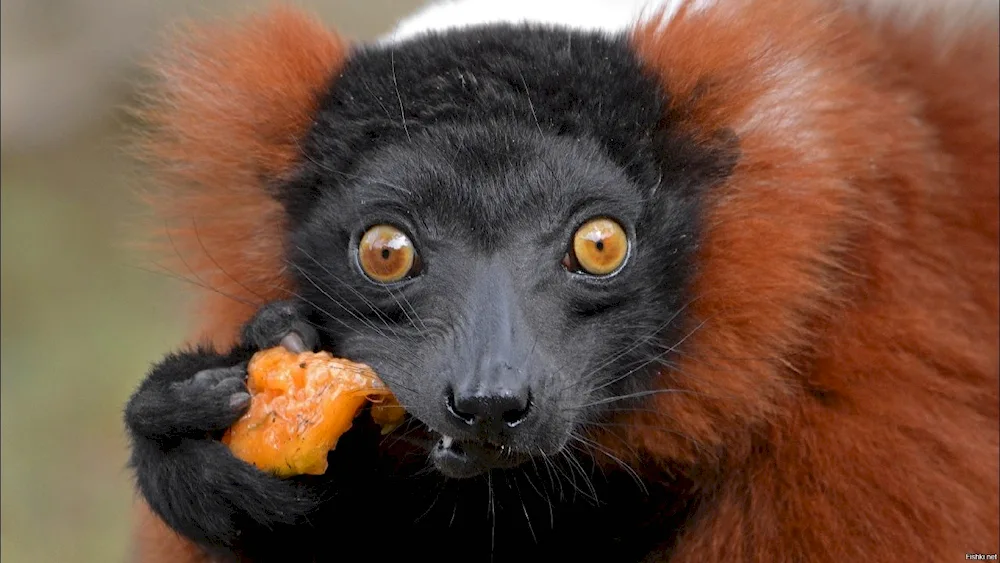 Chimpanzee Little