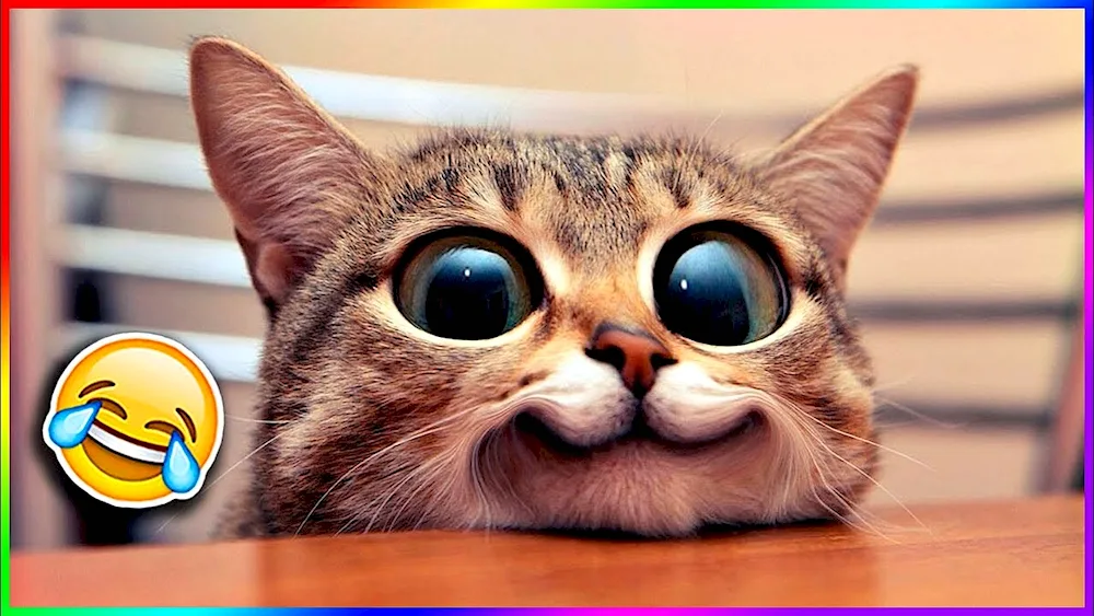 Funny cat