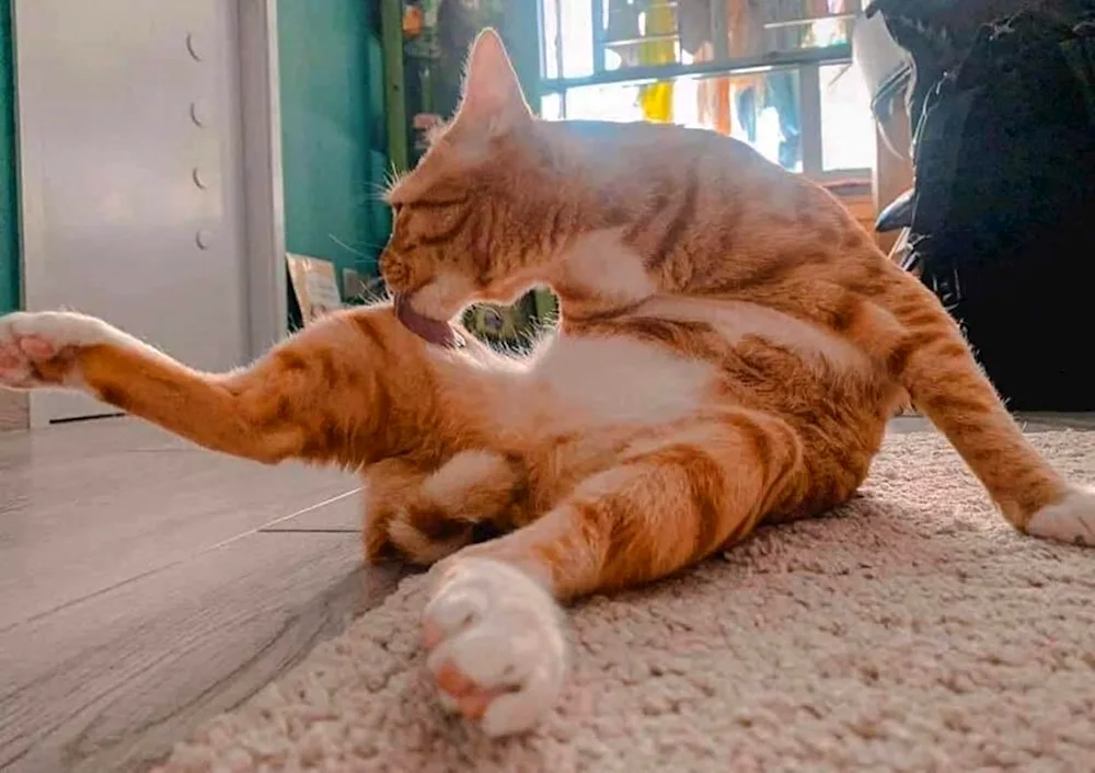 Cat stretching