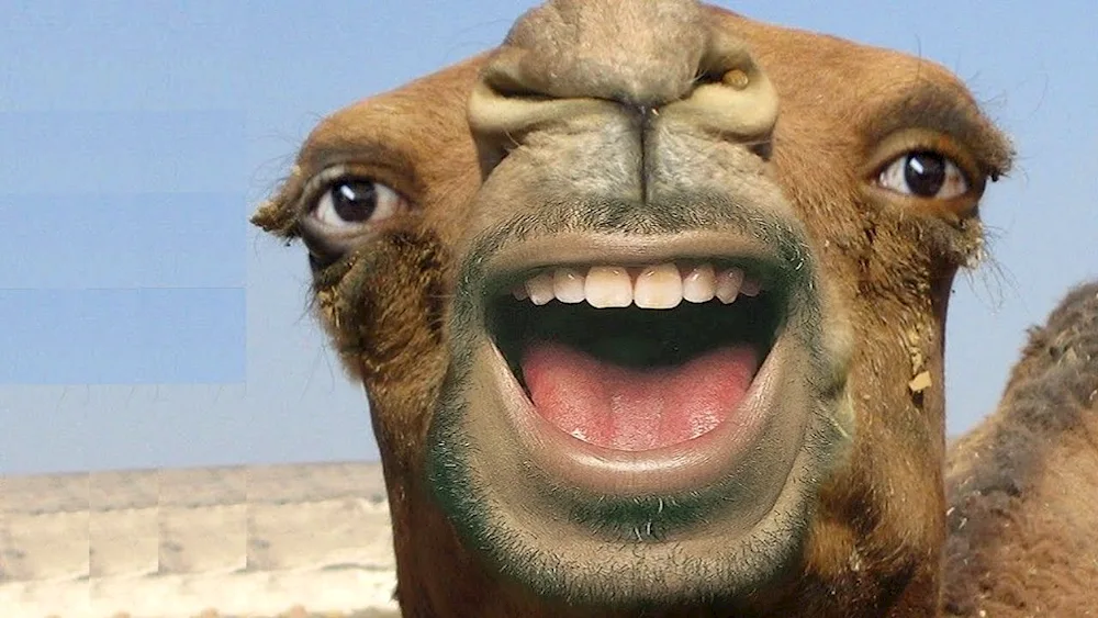 One-humped camel dromader