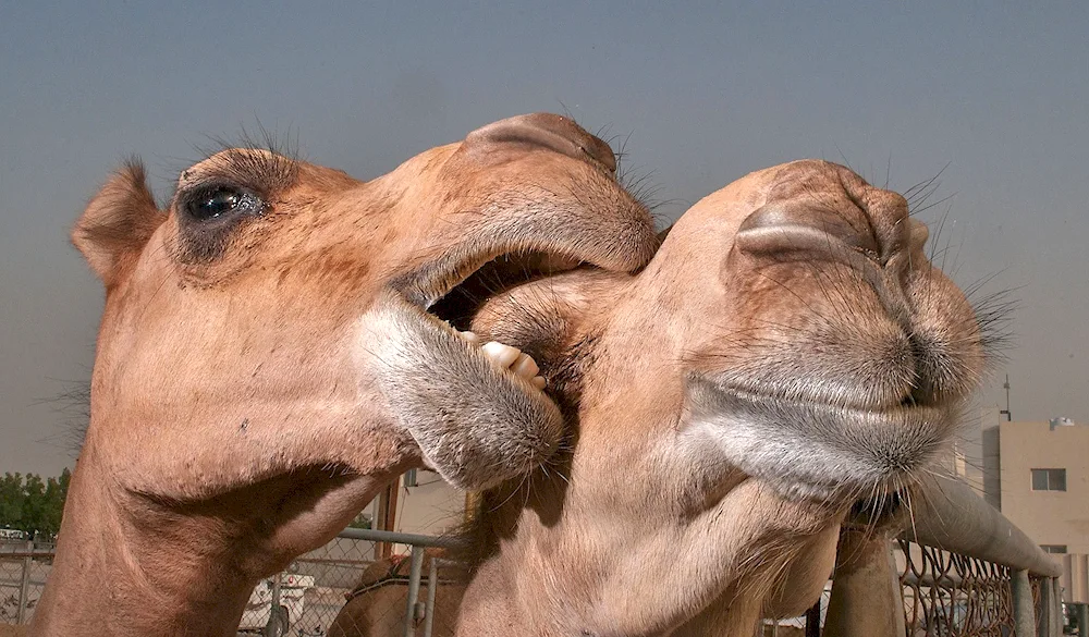 Dromader camel