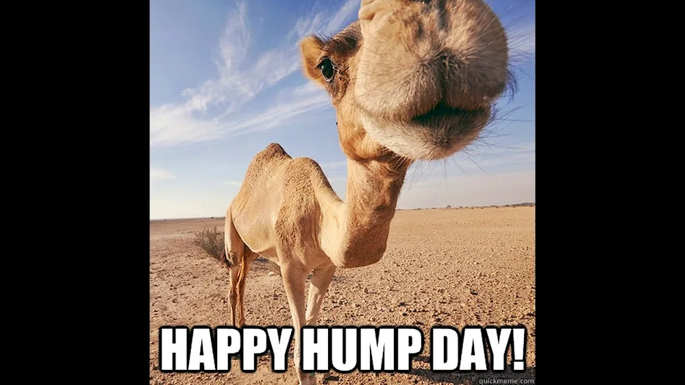 Beautiful camel
