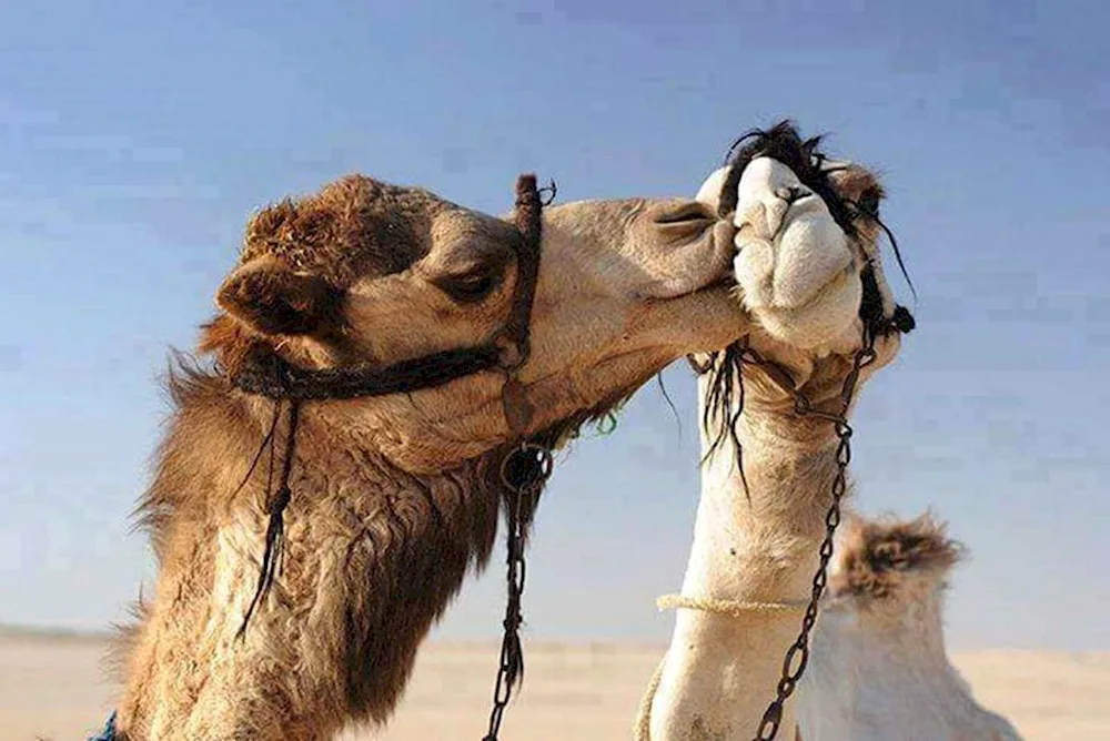 Camel