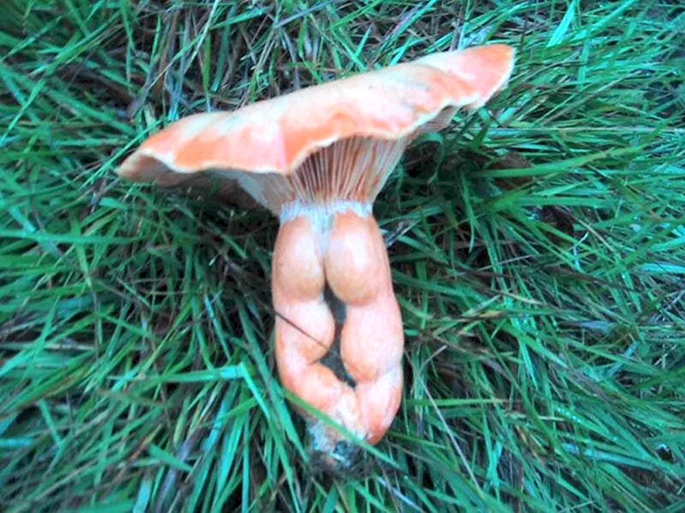 Alice in Wonderland mushrooms