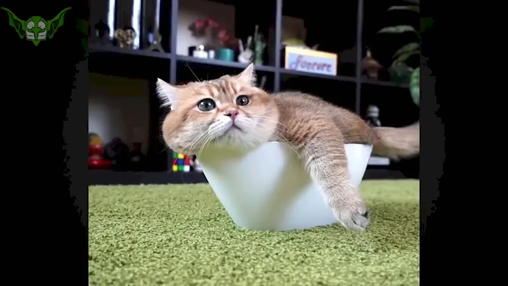 Cats are liquid