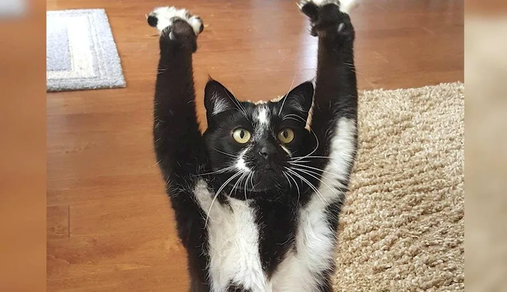 Funny cat moments with cats video