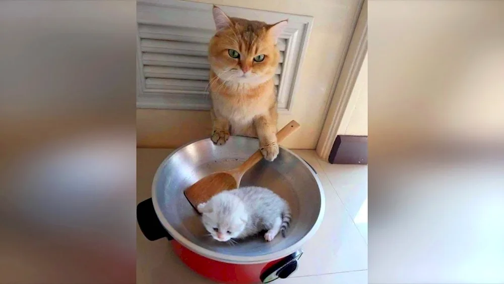 Cats to tears