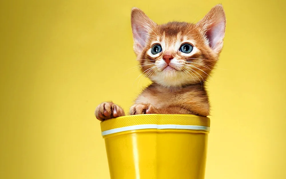 Arabian shorthair cat tricolour