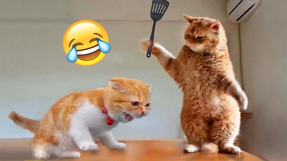 Funny cats