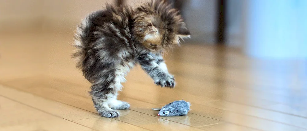 Cats funny