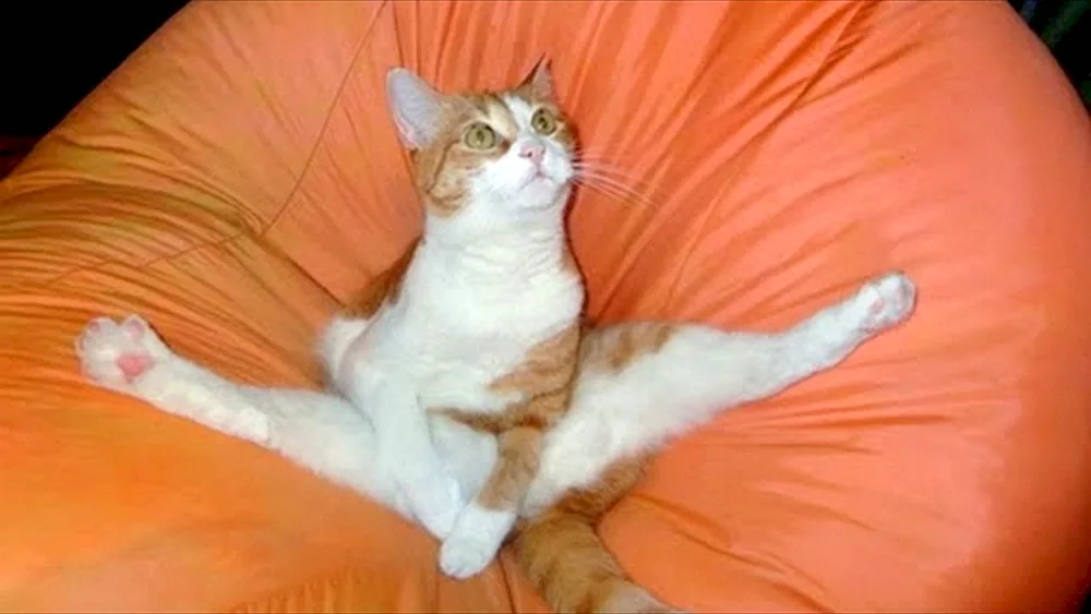 Funny cats