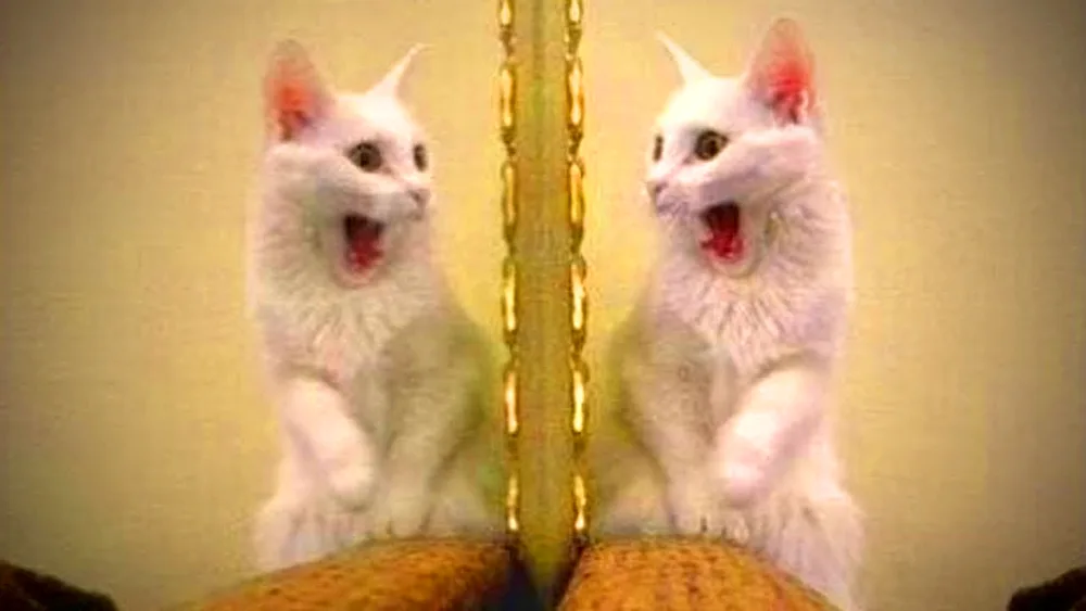 Funny kittens