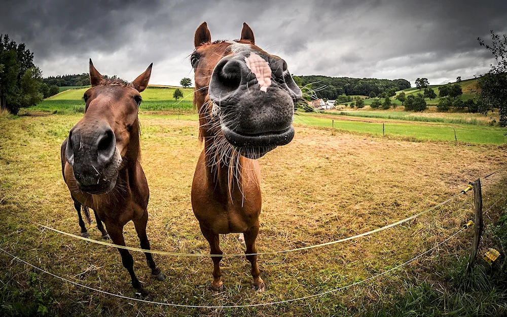 Horse laughs