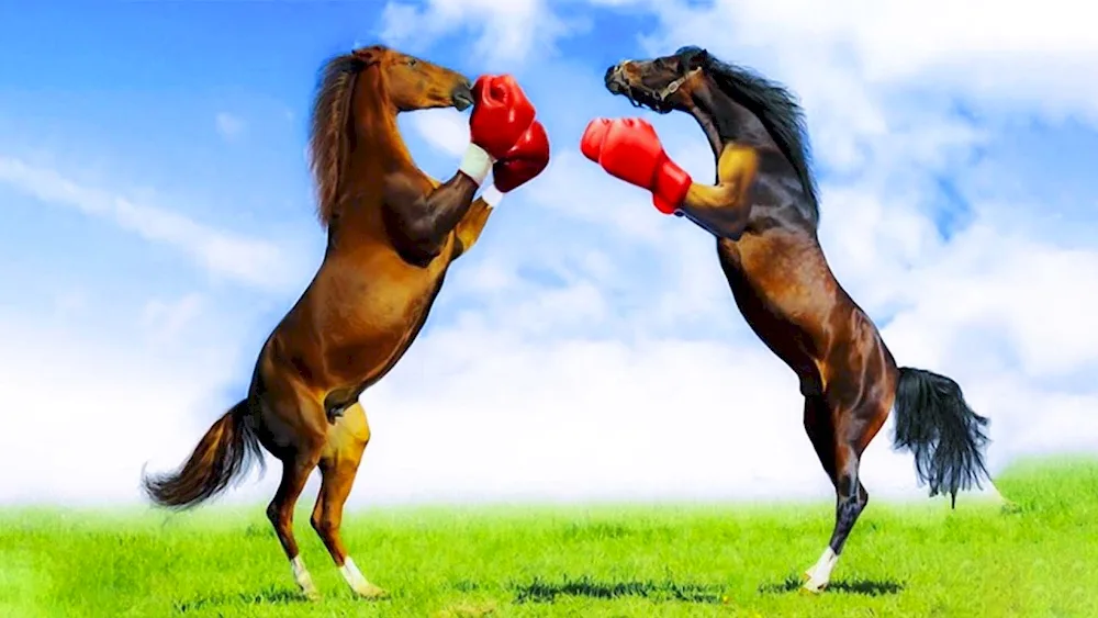 Funny horses