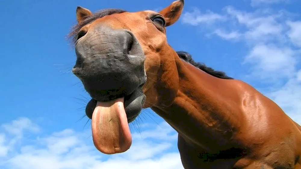 Funny horses