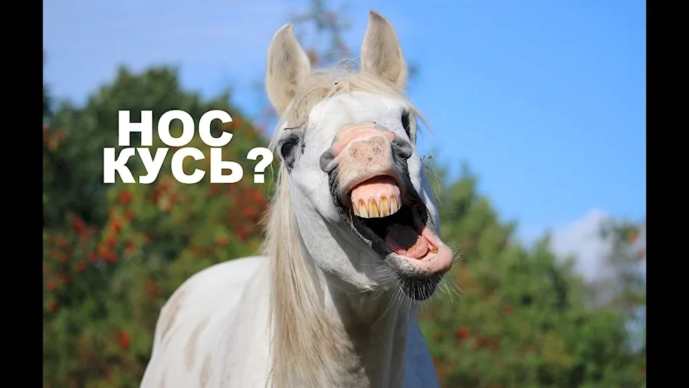 Funny horses