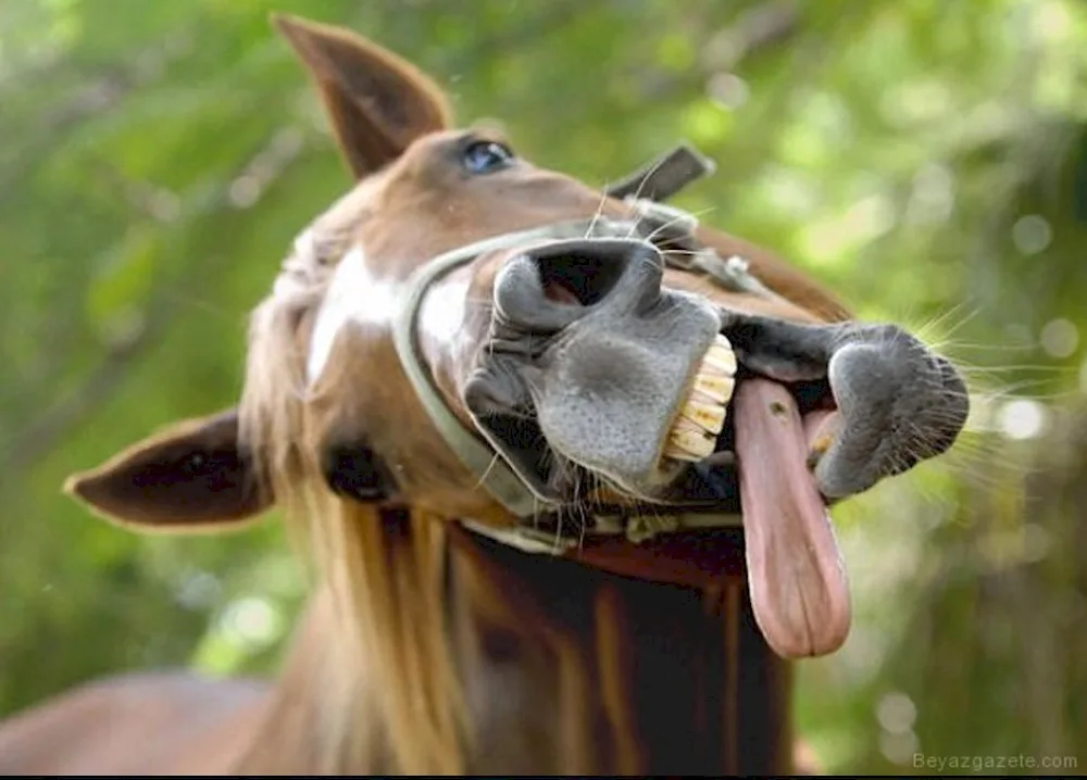 Horse face
