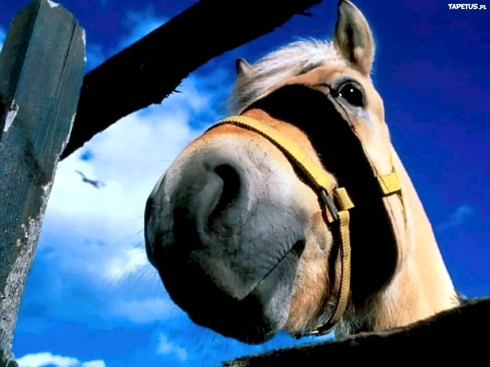 Funny horse