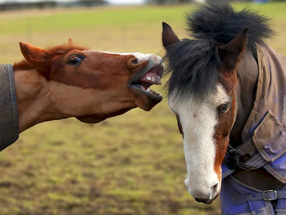 Funny horse