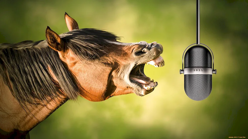 Funny horses