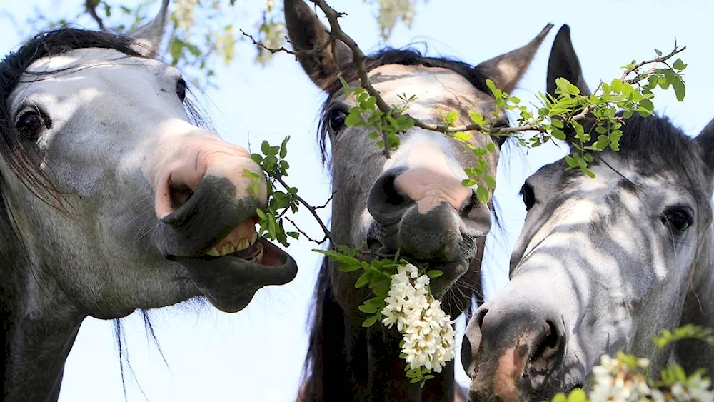 Horse